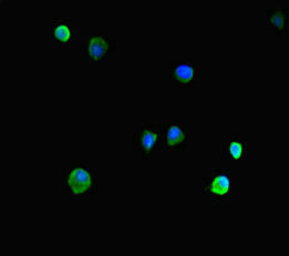 Immunofluorescent analysis of HepG2 cells using HIST1H1C Antibody at dilution of 1:100 and Alexa Fluor 488-congugated AffiniPure Goat Anti-Rabbit IgG(H+L)Rabbit anti-Human HIST1H1C Polyclonal Antibody