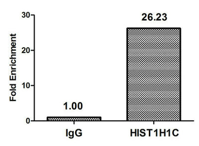 Chromatin Immunoprecipitation Hela (106, treated with 30mM sodium butyrate for 4h) were treated with Micrococcal Nuclease, sonicated, and immunoprecipitated with 5µg anti-HIST1H1C (2-hydroxyisobutyryl-HIST1H1C (K116) Antibody) or a control normal rabbit IgG. The resulting ChIP DNA was quantified using real-time PCR with primers against the β-Globin promoter.Rabbit anti-Human HIST1H1C Polyclonal Antibody