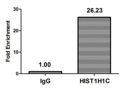 Chromatin Immunoprecipitation Hela (106, treated with 30mM sodium butyrate for 4h) were treated with Micrococcal Nuclease, sonicated, and immunoprecipitated with 5µg anti-HIST1H1C (2-hydroxyisobutyryl-HIST1H1C (K116) Antibody) or a control normal rabbit IgG. The resulting ChIP DNA was quantified using real-time PCR with primers against the β-Globin promoter.Rabbit anti-Human HIST1H1C Polyclonal Antibody