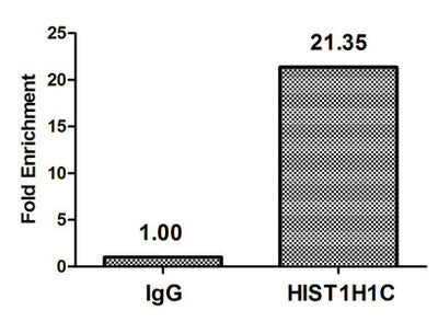 Chromatin Immunoprecipitation Hela (106, treated with 30mM sodium butyrate for 4h) were treated with Micrococcal Nuclease, sonicated, and immunoprecipitated with 5µg anti-HIST1H1C (2-hydroxyisobutyryl-HIST1H1C (K158) Antibody) or a control normal rabbit IgG. The resulting ChIP DNA was quantified using real-time PCR with primers against the β-Globin promoter.Rabbit anti-Human HIST1H1C Polyclonal Antibody