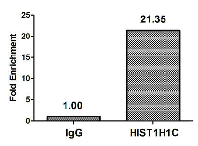 Chromatin Immunoprecipitation Hela (106, treated with 30mM sodium butyrate for 4h) were treated with Micrococcal Nuclease, sonicated, and immunoprecipitated with 5µg anti-HIST1H1C (2-hydroxyisobutyryl-HIST1H1C (K158) Antibody) or a control normal rabbit IgG. The resulting ChIP DNA was quantified using real-time PCR with primers against the β-Globin promoter.Rabbit anti-Human HIST1H1C Polyclonal Antibody