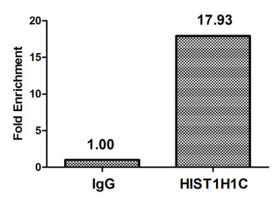 Chromatin Immunoprecipitation Hela (4*106) were treated with Micrococcal Nuclease, sonicated, and immunoprecipitated with 5µg anti-HIST1H1C (HIST1H1C (Ab-164) Antibody) or a control normal rabbit IgG. The resulting ChIP DNA was quantified using real-time PCR with primers against the β-Globin promoter.Rabbit anti-Human HIST1H1C Polyclonal Antibody