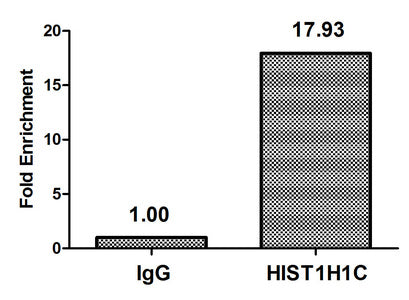 Chromatin Immunoprecipitation Hela (4*106) were treated with Micrococcal Nuclease, sonicated, and immunoprecipitated with 5µg anti-HIST1H1C (HIST1H1C (Ab-164) Antibody) or a control normal rabbit IgG. The resulting ChIP DNA was quantified using real-time PCR with primers against the β-Globin promoter.Rabbit anti-Human HIST1H1C Polyclonal Antibody