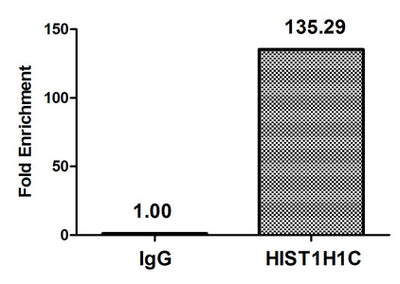 Chromatin Immunoprecipitation Hela (4*106) were treated with Micrococcal Nuclease, sonicated, and immunoprecipitated with 5µg anti-HIST1H1C (Di-methyl-HIST1H1C (K45) Antibody) or a control normal rabbit IgG. The resulting ChIP DNA was quantified using real-time PCR with primers against the β-Globin promoter.Rabbit anti-Human HIST1H1C Polyclonal Antibody