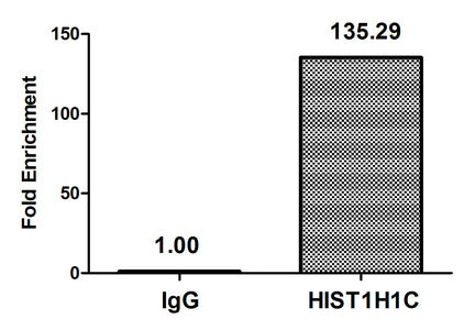 Chromatin Immunoprecipitation Hela (4*106) were treated with Micrococcal Nuclease, sonicated, and immunoprecipitated with 5µg anti-HIST1H1C (Di-methyl-HIST1H1C (K45) Antibody) or a control normal rabbit IgG. The resulting ChIP DNA was quantified using real-time PCR with primers against the β-Globin promoter.Rabbit anti-Human HIST1H1C Polyclonal Antibody