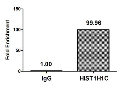 Chromatin Immunoprecipitation Hela (4*106) were treated with Micrococcal Nuclease, sonicated, and immunoprecipitated with 5µg anti-HIST1H1C (HIST1H1C (Ab-45) Antibody) or a control normal rabbit IgG. The resulting ChIP DNA was quantified using real-time PCR with primers against the β-Globin promoter.Rabbit anti-Human HIST1H1C Polyclonal Antibody