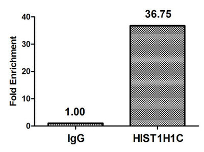 Chromatin Immunoprecipitation Hela (4*106) were treated with Micrococcal Nuclease, sonicated, and immunoprecipitated with 5µg anti-HIST1H1C (HIST1H1C (Ab-45) Antibody) or a control normal rabbit IgG. The resulting ChIP DNA was quantified using real-time PCR with primers against the β-Globin promoter.Rabbit anti-Human HIST1H1C Polyclonal Antibody