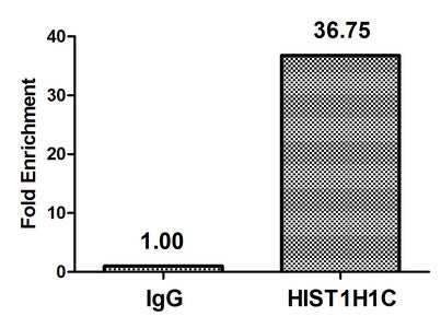 Chromatin Immunoprecipitation Hela (4*106) were treated with Micrococcal Nuclease, sonicated, and immunoprecipitated with 5µg anti-HIST1H1C (HIST1H1C (Ab-45) Antibody) or a control normal rabbit IgG. The resulting ChIP DNA was quantified using real-time PCR with primers against the β-Globin promoter.Rabbit anti-Human HIST1H1C Polyclonal Antibody
