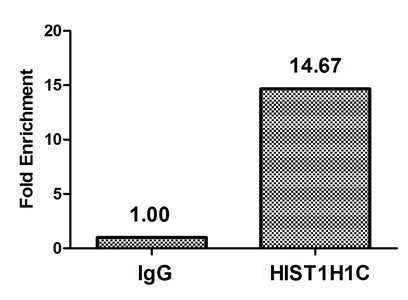 Chromatin Immunoprecipitation Hela (4*106, treated with 30mM sodium butyrate for 4h) were treated with Micrococcal Nuclease, sonicated, and immunoprecipitated with 5µg anti-HIST1H1C (Acetyl-HIST1H1C (K84) Antibody) or a control normal rabbit IgG. The resulting ChIP DNA was quantified using real-time PCR with primers against the β-Globin promoter.Rabbit anti-Human HIST1H1C Polyclonal Antibody