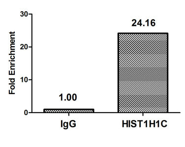 Chromatin Immunoprecipitation Hela (4*106) were treated with Micrococcal Nuclease, sonicated, and immunoprecipitated with 5µg anti-HIST1H1C (Mono-methyl-HIST1H1C (K96) Antibody) or a control normal rabbit IgG. The resulting ChIP DNA was quantified using real-time PCR with primers against the β-Globin promoter.Rabbit anti-Human HIST1H1C Polyclonal Antibody