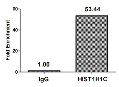 Chromatin Immunoprecipitation Hela (4*106) were treated with Micrococcal Nuclease, sonicated, and immunoprecipitated with 5µg anti-HIS1H1C (HIST1H1C (Ab-96) Antibody) or a control normal rabbit IgG. The resulting ChIP DNA was quantified using real-time PCR with primers against the β-Globin promoter.Rabbit anti-Human HIST1H1C Polyclonal Antibody