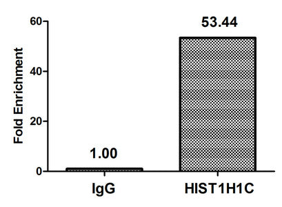 Chromatin Immunoprecipitation Hela (4*106) were treated with Micrococcal Nuclease, sonicated, and immunoprecipitated with 5µg anti-HIS1H1C (HIST1H1C (Ab-96) Antibody) or a control normal rabbit IgG. The resulting ChIP DNA was quantified using real-time PCR with primers against the β-Globin promoter.Rabbit anti-Human HIST1H1C Polyclonal Antibody