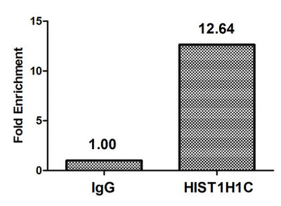 Chromatin Immunoprecipitation Hela (4*106, treated with 30mM sodium crotonylate for 4h) were treated with Micrococcal Nuclease, sonicated, and immunoprecipitated with 8µg anti-HIST1H1C (Crotonyl-HIST1H1C (K158) Antibody) or a control normal rabbit IgG. The resulting ChIP DNA was quantified using real-time PCR with primers against the β-Globin promoter.Rabbit anti-Human HIST1H1C Polyclonal Antibody