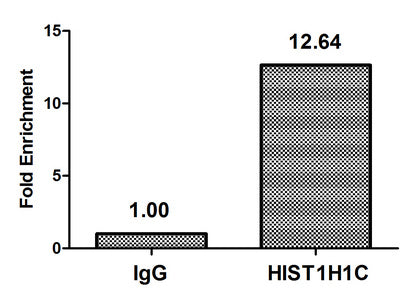 Chromatin Immunoprecipitation Hela (4*106, treated with 30mM sodium crotonylate for 4h) were treated with Micrococcal Nuclease, sonicated, and immunoprecipitated with 8µg anti-HIST1H1C (Crotonyl-HIST1H1C (K158) Antibody) or a control normal rabbit IgG. The resulting ChIP DNA was quantified using real-time PCR with primers against the β-Globin promoter.Rabbit anti-Human HIST1H1C Polyclonal Antibody