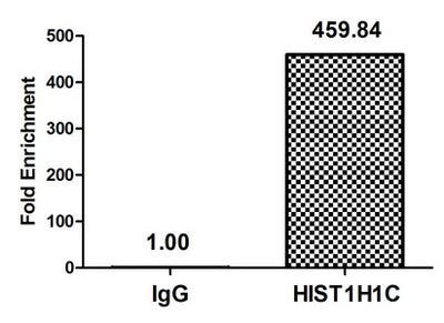 Chromatin Immunoprecipitation Hela (4*106, treated with 30mM sodium butyrate for 4h) were treated with Micrococcal Nuclease, sonicated, and immunoprecipitated with 8µg anti-HIST1H1C (Acetyl-HIST1H1C (K16) Antibody) or a control normal rabbit IgG. The resulting ChIP DNA was quantified using real-time PCR with primers against the β-Globin promoter.Rabbit anti-Human HIST1H1C Polyclonal Antibody