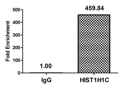 Chromatin Immunoprecipitation Hela (4*106, treated with 30mM sodium butyrate for 4h) were treated with Micrococcal Nuclease, sonicated, and immunoprecipitated with 8µg anti-HIST1H1C (Acetyl-HIST1H1C (K16) Antibody) or a control normal rabbit IgG. The resulting ChIP DNA was quantified using real-time PCR with primers against the β-Globin promoter.Rabbit anti-Human HIST1H1C Polyclonal Antibody