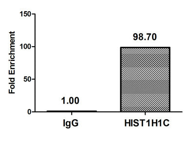 Chromatin Immunoprecipitation Hela (4*106) were treated with Micrococcal Nuclease, sonicated, and immunoprecipitated with 8µg anti-HIST1H1C (HIST1H1C (Ab-16) Antibody) or a control normal rabbit IgG. The resulting ChIP DNA was quantified using real-time PCR with primers against the β-Globin promoter.Rabbit anti-Human HIST1H1C Polyclonal Antibody