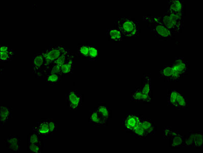 Immunofluorescent analysis of HepG2 cells using HIST1H1C (Ab-16) Antibody at dilution of 1:100 and Alexa Fluor 488-congugated AffiniPure Goat Anti-Rabbit IgG(H+L)Rabbit anti-Human HIST1H1C Polyclonal Antibody