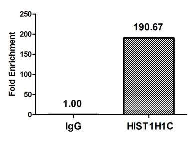 Chromatin Immunoprecipitation Hela (4*106) were treated with Micrococcal Nuclease, sonicated, and immunoprecipitated with 8µg anti-HIST1H1C (Mono-methyl-HIST1H1C (K186) Antibody) or a control normal rabbit IgG. The resulting ChIP DNA was quantified using real-time PCR with primers against the β-Globin promoter.Rabbit anti-Human HIST1H1C Polyclonal Antibody