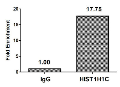 Chromatin Immunoprecipitation Hela (4*106, treated with 30mM sodium butyrate for 4h) were treated with Micrococcal Nuclease, sonicated, and immunoprecipitated with 5µg anti-HIST1H1C (Acetyl-HIST1H1C (K62) Antibody) or a control normal rabbit IgG. The resulting ChIP DNA was quantified using real-time PCR with primers against the β-Globin promoter.Rabbit anti-Human HIST1H1C Polyclonal Antibody