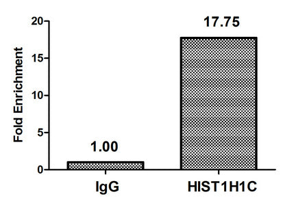 Chromatin Immunoprecipitation Hela (4*106, treated with 30mM sodium butyrate for 4h) were treated with Micrococcal Nuclease, sonicated, and immunoprecipitated with 5µg anti-HIST1H1C (Acetyl-HIST1H1C (K62) Antibody) or a control normal rabbit IgG. The resulting ChIP DNA was quantified using real-time PCR with primers against the β-Globin promoter.Rabbit anti-Human HIST1H1C Polyclonal Antibody