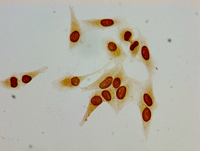 Immunocytochemistry analysis of Hela cells using the antibody at dilution of 1:100Rabbit anti-Human HIST1H1C Polyclonal Antibody