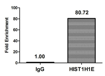 Chromatin Immunoprecipitation Hela (4*106, treated with 30mM sodium butyrate for 4h) were treated with Micrococcal Nuclease, sonicated, and immunoprecipitated with 8µg anti-HIST1H1E (Acetyl-HIST1H1E (K16) Antibody) or a control normal rabbit IgG. The resulting ChIP DNA was quantified using real-time PCR with primers against the β-Globin promoter.Rabbit anti-Human HIST1H1E Polyclonal Antibody