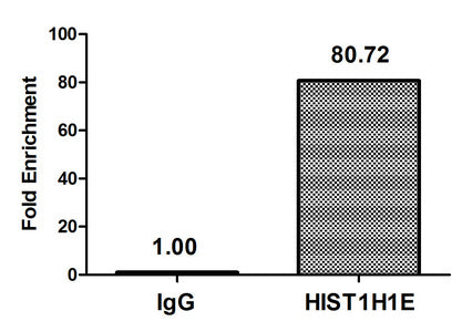 Chromatin Immunoprecipitation Hela (4*106, treated with 30mM sodium butyrate for 4h) were treated with Micrococcal Nuclease, sonicated, and immunoprecipitated with 8µg anti-HIST1H1E (Acetyl-HIST1H1E (K16) Antibody) or a control normal rabbit IgG. The resulting ChIP DNA was quantified using real-time PCR with primers against the β-Globin promoter.Rabbit anti-Human HIST1H1E Polyclonal Antibody