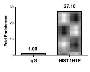 Chromatin Immunoprecipitation Hela (4*106) were treated with Micrococcal Nuclease, sonicated, and immunoprecipitated with 5µg anti-HIST1H1E (Di-methyl-HIST1H1E (K16) Antibody) or a control normal rabbit IgG. The resulting ChIP DNA was quantified using real-time PCR with primers against the β-Globin promoter.Rabbit anti-Human HIST1H1E Polyclonal Antibody