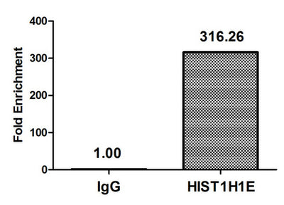 Chromatin Immunoprecipitation Hela (4*106, treated with 30mM sodium butyrate for 4h) were treated with Micrococcal Nuclease, sonicated, and immunoprecipitated with 8µg anti-HIST1H1E (Acetyl-HIST1H1E (K33) Antibody) or a control normal rabbit IgG. The resulting ChIP DNA was quantified using real-time PCR with primers against the β-Globin promoter.Rabbit anti-Human HIST1H1E Polyclonal Antibody