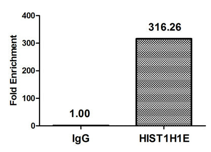 Chromatin Immunoprecipitation Hela (4*106, treated with 30mM sodium butyrate for 4h) were treated with Micrococcal Nuclease, sonicated, and immunoprecipitated with 8µg anti-HIST1H1E (Acetyl-HIST1H1E (K33) Antibody) or a control normal rabbit IgG. The resulting ChIP DNA was quantified using real-time PCR with primers against the β-Globin promoter.Rabbit anti-Human HIST1H1E Polyclonal Antibody