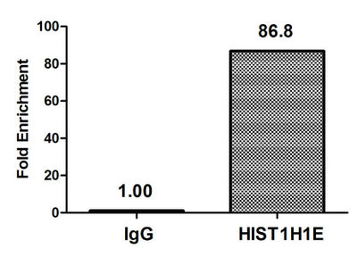 Chromatin Immunoprecipitation Hela (4*106, treated with 30mM sodium butyrate for 4h) were treated with Micrococcal Nuclease, sonicated, and immunoprecipitated with 5µg anti-HIST1H1E (Acetyl-HIST1H1E (K51) Antibody) or a control normal rabbit IgG. The resulting ChIP DNA was quantified using real-time PCR with primers against the β-Globin promoter.Rabbit anti-Human HIST1H1E Polyclonal Antibody