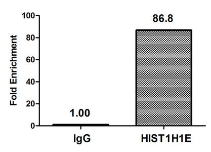 Chromatin Immunoprecipitation Hela (4*106, treated with 30mM sodium butyrate for 4h) were treated with Micrococcal Nuclease, sonicated, and immunoprecipitated with 5µg anti-HIST1H1E (Acetyl-HIST1H1E (K51) Antibody) or a control normal rabbit IgG. The resulting ChIP DNA was quantified using real-time PCR with primers against the β-Globin promoter.Rabbit anti-Human HIST1H1E Polyclonal Antibody