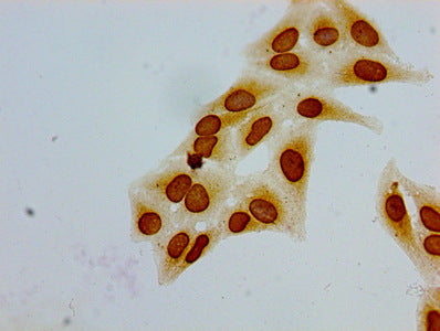 Immunocytochemistry analysis of Hela cells using the antibody at dilution of 1:100Rabbit anti-Human HIST1H1E Polyclonal Antibody