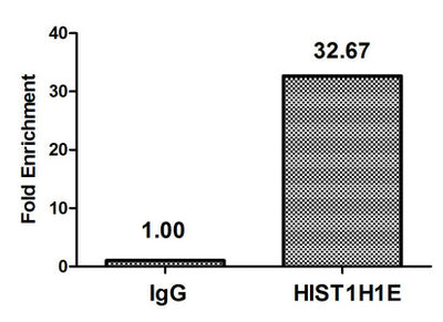 Chromatin Immunoprecipitation Hela (4*106, treated with 30mM sodium butyrate for 4h) were treated with Micrococcal Nuclease, sonicated, and immunoprecipitated with 5µg anti-HIST1H1E (Acetyl-HIST1H1E (K63) Antibody) or a control normal rabbit IgG. The resulting ChIP DNA was quantified using real-time PCR with primers against the β-Globin promoter.Rabbit anti-Human HIST1H1E Polyclonal Antibody