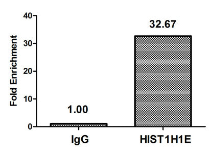 Chromatin Immunoprecipitation Hela (4*106, treated with 30mM sodium butyrate for 4h) were treated with Micrococcal Nuclease, sonicated, and immunoprecipitated with 5µg anti-HIST1H1E (Acetyl-HIST1H1E (K63) Antibody) or a control normal rabbit IgG. The resulting ChIP DNA was quantified using real-time PCR with primers against the β-Globin promoter.Rabbit anti-Human HIST1H1E Polyclonal Antibody
