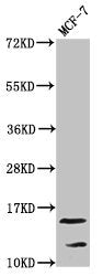 Western Blot  | Positive WB detected in: MCF-7 whole cell lysate  | All lanes: HIST1H2AG antibody at 0.25µg/ml  | Secondary  | Goat polyclonal to rabbit IgG at 1/50000 dilution  | Predicted band size: 15 kDa  | Observed band size: 15 kDaRabbit anti-Human HIST1H2AG Polyclonal Antibody