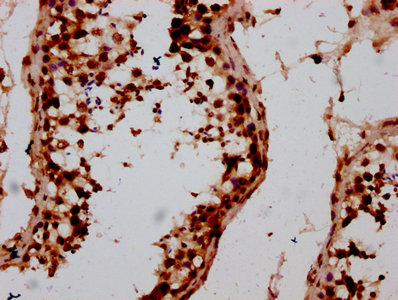 IHC image of HIST1H2AG (Ab-5) Antibody diluted at 1:10 and staining in paraffin-embedded human testis tissue performed on a Leica BondTM system. After dewaxing and hydration, antigen retrieval was mediated by high pressure in a citrate buffer (pH 6.0). Section was blocked with 10% normal goat serum 30min at RT. Then primary antibody (1% BSA) was incubated at 4°C overnight. The primary is detected by a biotinylated secondary antibody and visualized using an HRP conjugated SP system.Rabbit anti-Human HIST1H2AG Polyclonal Antibody