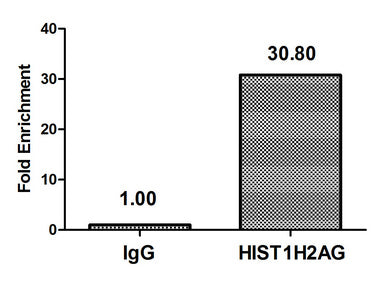 Chromatin Immunoprecipitation Hela (4*106) were treated with Micrococcal Nuclease, sonicated, and immunoprecipitated with 5µg anti-HIST1H2AG (Mono-methyl-HIST1H2AG (K9) Antibody) or a control normal rabbit IgG. The resulting ChIP DNA was quantified using real-time PCR with primers against the β-Globin promoter.Rabbit anti-Human HIST1H2AG Polyclonal Antibody