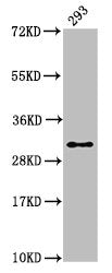 Western Blot  | Positive WB detected in: 293 whole cell lysate  | All lanes: HIST1H2AG antibody at 1.34µg/ml  | Secondary  | Goat polyclonal to rabbit IgG at 1/50000 dilution  | Predicted band size: 15 kDa  | Observed band size: 32 kDaRabbit anti-Human HIST1H2AG Polyclonal Antibody