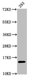 Western Blot  | Positive WB detected in: 293 whole cell lysate  | All lanes: HIST1H2AG antibody at 0.74μg/ml  | Secondary  | Goat polyclonal to rabbit IgG at 1/50000 dilution  | Predicted band size: 15 kDa  | Observed band size: 15 kDaRabbit anti-Human HIST1H2AG Polyclonal Antibody
