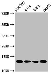 Western Blot  | Positive WB detected in: NIH/3T3 whole cell lysate, A549 whole cell lysate, K562 whole cell lysate, HepG2 whole cell lysate  | All lanes: HIST1H2AG antibody at 1µg/ml  | Secondary  | Goat polyclonal to rabbit IgG at 1/50000 dilution  | Predicted band size: 15 kDa  | Observed band size: 15 kDaRabbit anti-Human HIST1H2AG Polyclonal Antibody