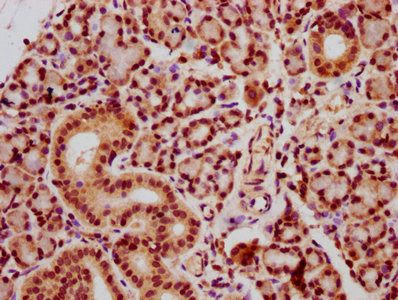 IHC image of HIST1H2AG (Ab-118) Antibody diluted at 1:20 and staining in paraffin-embedded human pancreatic tissue performed on a Leica BondTM system. After dewaxing and hydration, antigen retrieval was mediated by high pressure in a citrate buffer (pH 6.0). Section was blocked with 10% normal goat serum 30min at RT. Then primary antibody (1% BSA) was incubated at 4°C overnight. The primary is detected by a biotinylated secondary antibody and visualized using an HRP conjugated SP system.Rabbit anti-Human HIST1H2AG Polyclonal Antibody