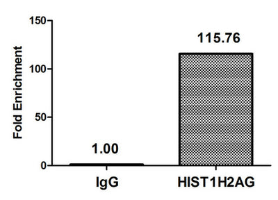 Chromatin Immunoprecipitation Hela (106) were treated with Micrococcal Nuclease, sonicated, and immunoprecipitated with 5µg anti-HIST1H2AG (HIST1H2AG (Ab-118) Antibody) or a control normal rabbit IgG. The resulting ChIP DNA was quantified using real-time PCR with primers against the β-Globin promoter.Rabbit anti-Human HIST1H2AG Polyclonal Antibody