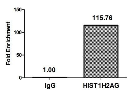 Chromatin Immunoprecipitation Hela (106) were treated with Micrococcal Nuclease, sonicated, and immunoprecipitated with 5µg anti-HIST1H2AG (HIST1H2AG (Ab-118) Antibody) or a control normal rabbit IgG. The resulting ChIP DNA was quantified using real-time PCR with primers against the β-Globin promoter.Rabbit anti-Human HIST1H2AG Polyclonal Antibody
