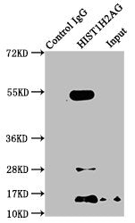Immunoprecipitating HIST1H2AG in NIH/3T3 whole cell lysate  | Lane 1: Rabbit control IgG instead of HIST1H2AG (Ab-118) Antibody in NIH/3T3 whole cell lysate. For western blotting, a HRP-conjugated Protein G antibody was used as the secondary antibody (1/2000)  | Lane 2: HIST1H2AG (Ab-118) Antibody (5µg) + NIH/3T3 whole cell lysate (500µg)  | Lane 3: NIH/3T3 whole cell lysate (20µg)Rabbit anti-Human HIST1H2AG Polyclonal Antibody