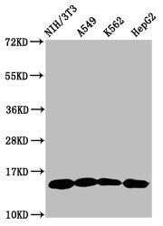 Western Blot  | Positive WB detected in: NIH/3T3 whole cell lysate, A549 whole cell lysate, K562 whole cell lysate, HepG2 whole cell lysate  | All lanes: HIST1H2AG antibody at 1µg/ml  | Secondary  | Goat polyclonal to rabbit IgG at 1/50000 dilution  | Predicted band size: 15 kDa  | Observed band size: 15 kDaRabbit anti-Human HIST1H2AG Polyclonal Antibody