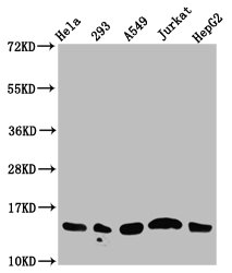 Western Blot  | Positive WB detected in: Hela whole cell lysate, 293 whole cell lysate, A549 whole cell lysate, Jurkat whole cell lysate, HepG2 whole cell lysate (all treated with 30mM sodium butyrate for 4h)  | All lanes: HIST1H2AG antibody at 1.25µg/ml  | Secondary  | Goat polyclonal to rabbit IgG at 1/50000 dilution  | Predicted band size: 15 kDa  | Observed band size: 15 kDaRabbit anti-Human HIST1H2AG Polyclonal Antibody