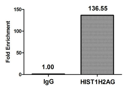 Chromatin Immunoprecipitation Hela (4*106) were treated with Micrococcal Nuclease, sonicated, and immunoprecipitated with 5µg anti-HIST1H2AG (HIST1H2AG (Ab-13) Antibody) or a control normal rabbit IgG. The resulting ChIP DNA was quantified using real-time PCR with primers against the β-Globin promoter.Rabbit anti-Human HIST1H2AG Polyclonal Antibody