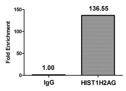 Chromatin Immunoprecipitation Hela (4*106) were treated with Micrococcal Nuclease, sonicated, and immunoprecipitated with 5µg anti-HIST1H2AG (HIST1H2AG (Ab-13) Antibody) or a control normal rabbit IgG. The resulting ChIP DNA was quantified using real-time PCR with primers against the β-Globin promoter.Rabbit anti-Human HIST1H2AG Polyclonal Antibody
